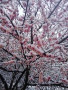 风雪中最美的天使身影 ——汉阳医院抗疫一线医务人员的感人一幕